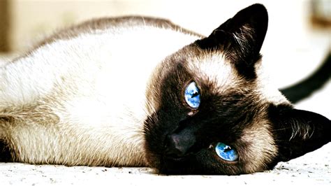 2048x1536 Resolution Short Haired Beige And Black Cat Cat Siamese