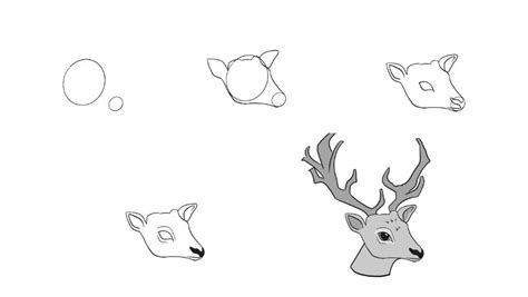 How To Draw A Deer Head In 8 Easy Steps Jae Johns