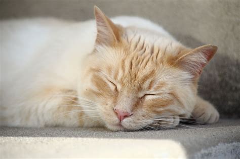Tired Cat By Mitchel Orton 500px Cats Cat Nap Kitten