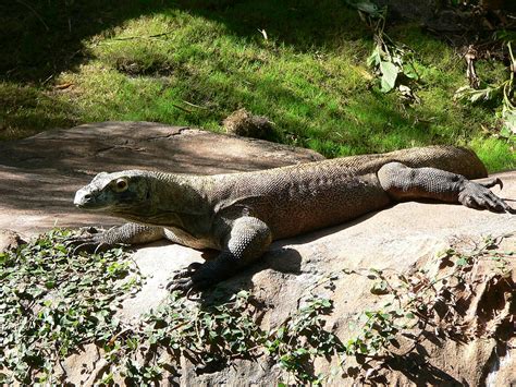 Dragón De Komodo Descubre A Esta Increíble Criatura Como Funciona Que