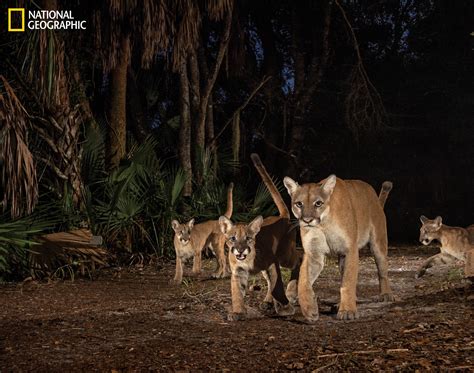 story of florida panther s progress peril featured in national geographic wusf