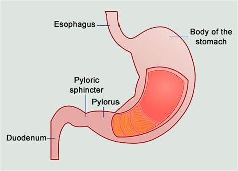 Pyloric Valve An Important Sphincter That Affects Acid Reflux