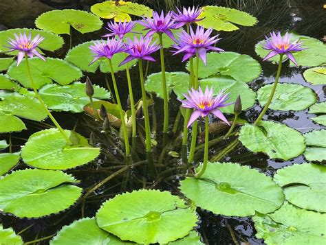 Water Lilies Water Garden Plants For Your Pond Rochester