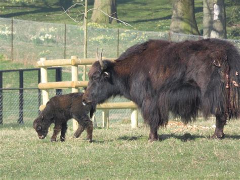 Baby Yak To Be Named After Harry Potter Character Bradford Telegraph
