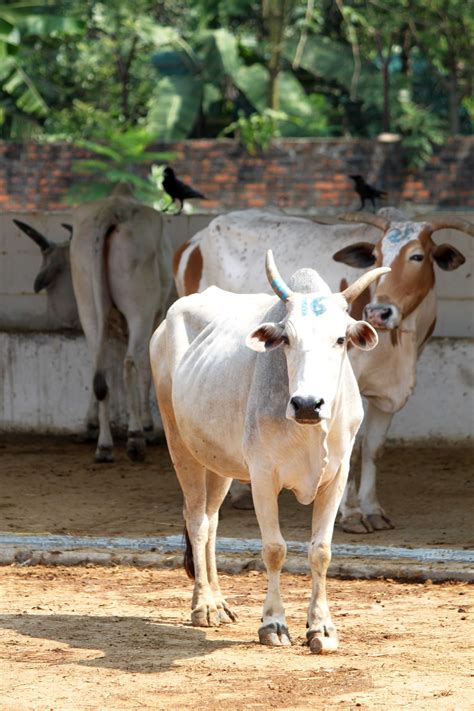 Types Of Cows In India