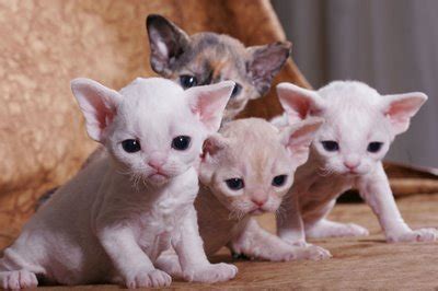 The author of the post will be blocked! Cornish Rex | Cat Breed Selector