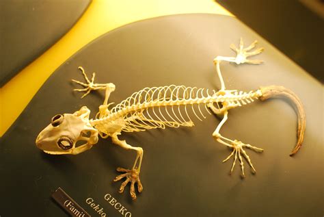 Gecko Skeleton Gecko Animal Skeletons Cute Reptiles
