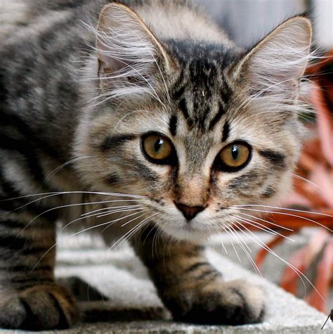 Top 10 Biggest Domestic Cat Breeds Design Talk