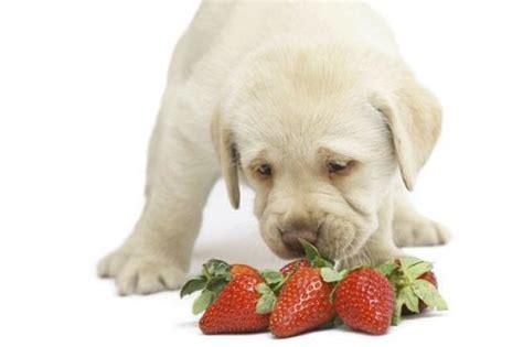 Can My Dog Eat That Safe And Unsafe Foods For Your Pooch