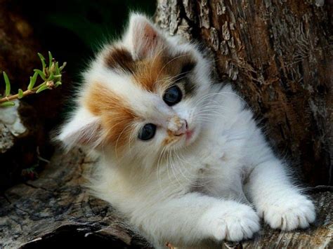 Cute Cat Wallpapers Kitten