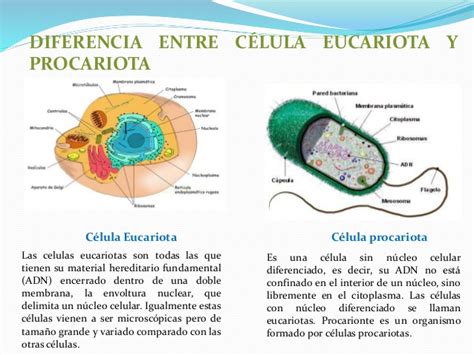 Imagenes De Celula Procariota Y Eucariota Imagui