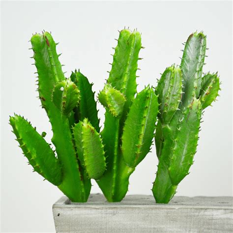Cactus Plants At Rs 100 Piece Cactus Plants In Gurgaon Id 16207973248
