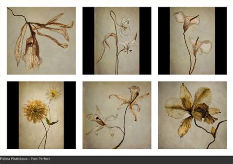 Rhs Awards For Botanical Photography 2017 Botanical Art And Artists