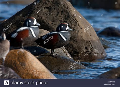 Harlequin Duck Histrionicus Histrionicus Males Standing On Rocks With