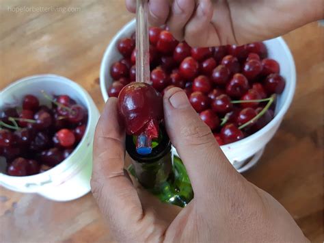 A Cheap And Easy Way To Pit Cherries • A Traditional Life Canning