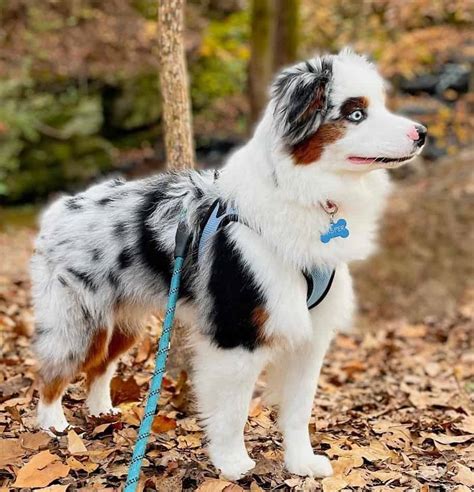 Get To Know The Adorable Clever Mini Australian Shepherd K9 Web