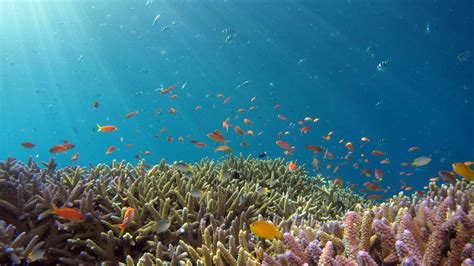Donate Ocean Conservation Trust