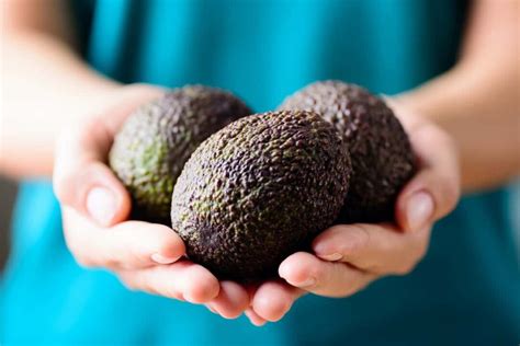 The Gem Avocado Tree Minneopa Orchards