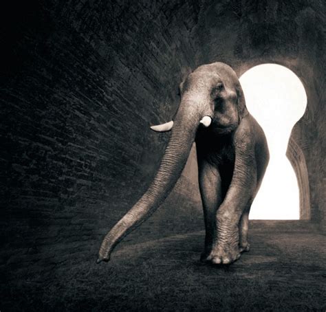 Ashes And Snow By Gregory Colbert Gregory Colbert Elephant Love Gregory