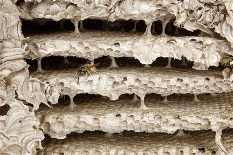 Inside A Wasps Nest Stock Image Image Of Construct Wildlife 62845563