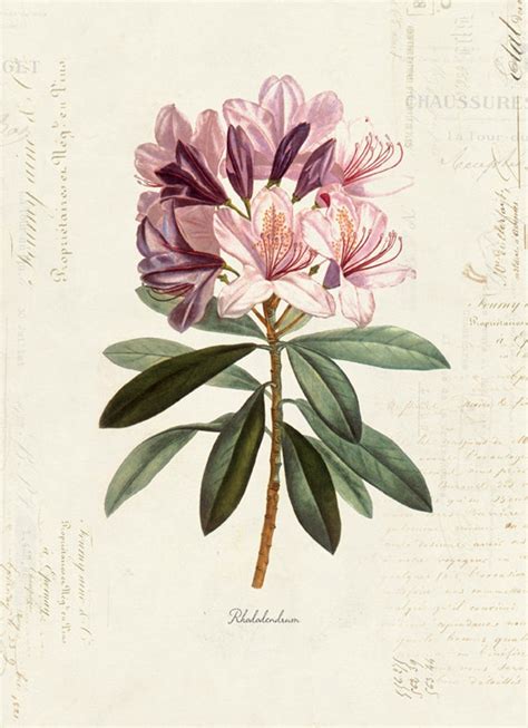Vintage Botanical Flower Rhododendron On French Ephemera Print Etsy