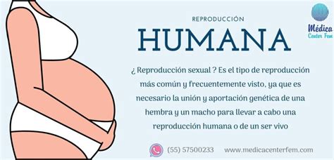 Reproducción Humana ¿qué Es La Reproducción Humana