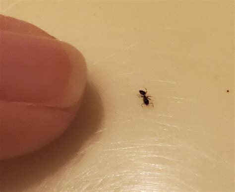 Cant Get Rid Of Tiny Black Ants In Bathroom Sink In Phx Az Tried