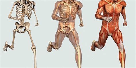 Relationship Between Skeletal And Muscular System