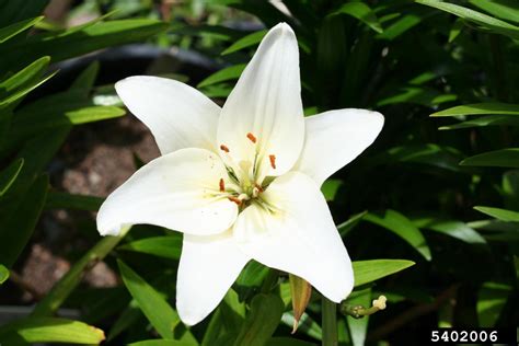 Lily Genus Lilium