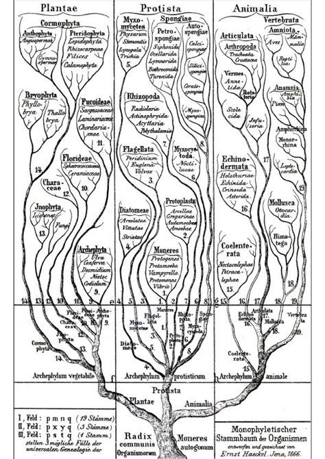 Reproduction Of Ernst Haeckels Genealogical Oak Tree Depicting The