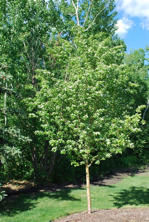 The hawthorn family of herbs is represented by a family of one hundred to two hundred related the hawthorn family serves as an important source of food for wildlife; Toba Hawthorn • Kiwi Nurseries Ltd