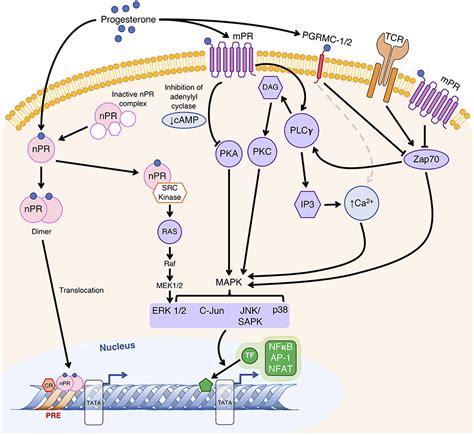 Frontiers Progesterone Related Immune Modulation Of Pregnancy And Labor