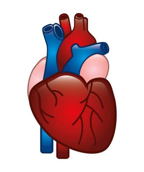 Corazón Humano — Vector De Stock © Yupiramos 30302961