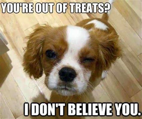 Youre Out Of Treats Dog Humor