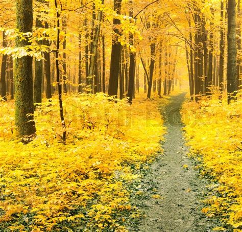 A Path Is In The Autumn Forest Stock Image Colourbox