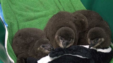 New Penguin Hatchlings Set Record For Audubon Aquarium Of The Americas