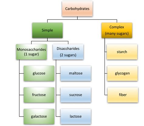 A Look At Carbohydrate Digestion Gi For Kids