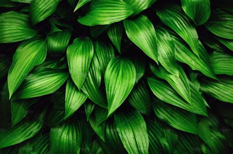 Greenery Background Made Of Fresh Green Leaves Nature Stock Photos