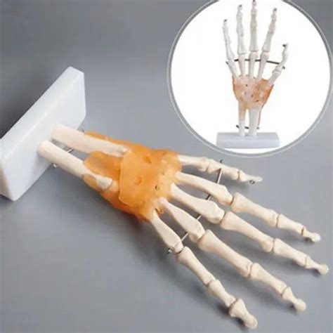 Bsw White Hand Joint For Laboratory At Rs 1800 In Bengaluru Id