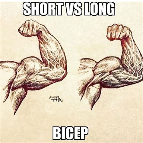 Short And Long Biceps