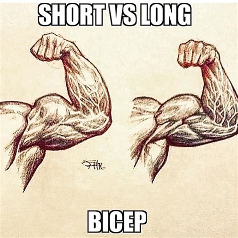 Biceps Longo E Curto