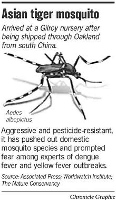 Tiger Mosquito Found In Gilroy Disease Host Risky Pest Entered