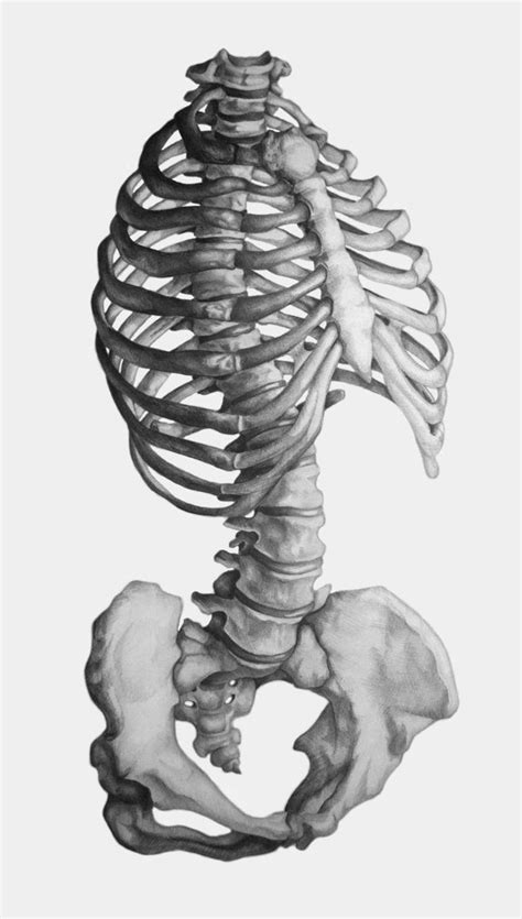 Pin By Pinner On º Skulls Ƹ̵ Bones Art º Human Anatomy Art