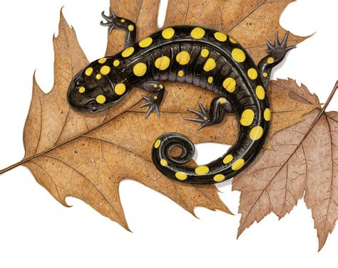 Spotted Salamander Salamander Art Studios Wildlife Artists