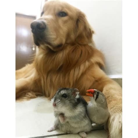 Meet This Golden Retriever Whose Best Friends Are 8 Birds And A Hamster