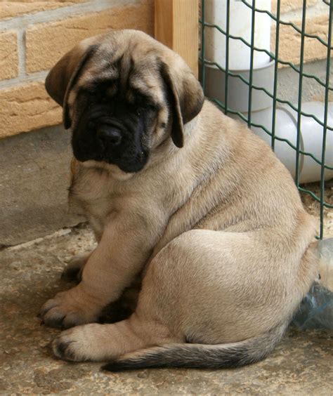 The foundation stock of this breed is 60 percent english mastiff and 40 percent bulldog. English Mastiff - All Big Dog Breeds