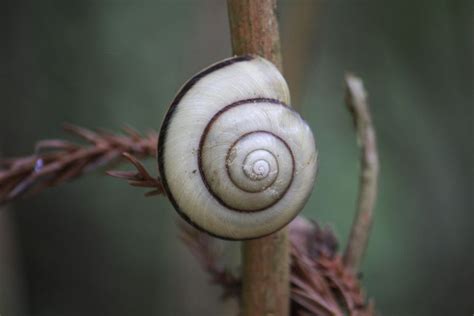Meet The Terrestrial Snails