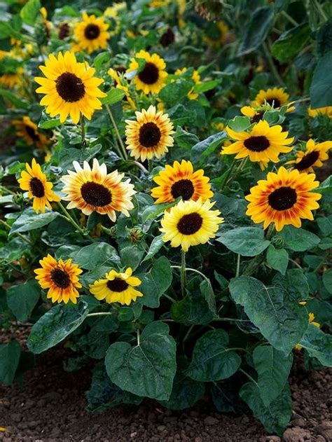 Sow sunflower seeds indoors in pots in april and plant out in may once all risk of frost is past. Sunflowers will grow best in locations with full sun on ...