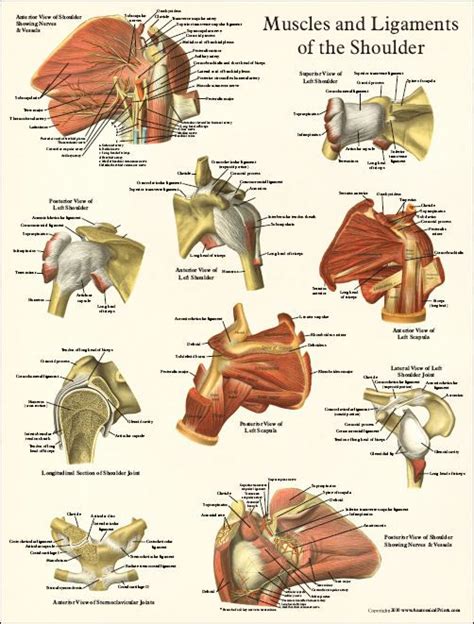 The shoulders are called the deltoid muscles or the deltoids. Shoulder anatomy | Anatomy | Shoulder anatomy, Physical therapy, Anatomy, physiology