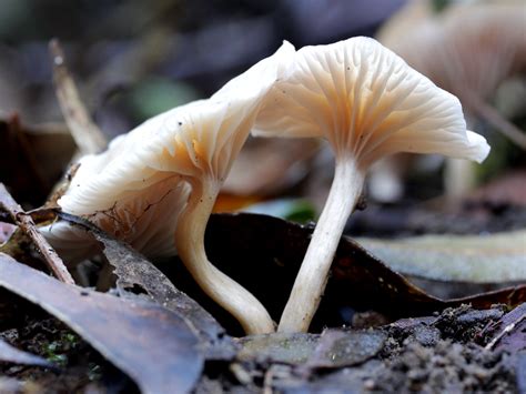 White Mushroom With Decurrent Gills Poyt Flickr